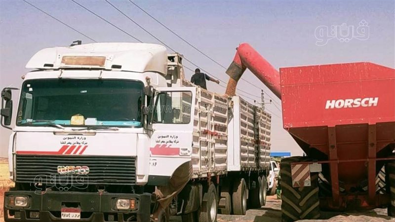 توريد القمح فى أسوان