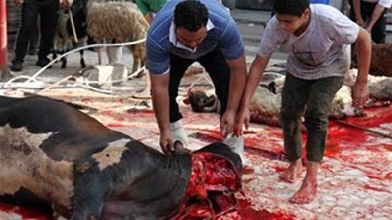 ذبح الاضاحى