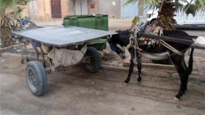 «عربة كارو»