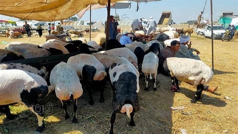 الخراف الحية، فيتو