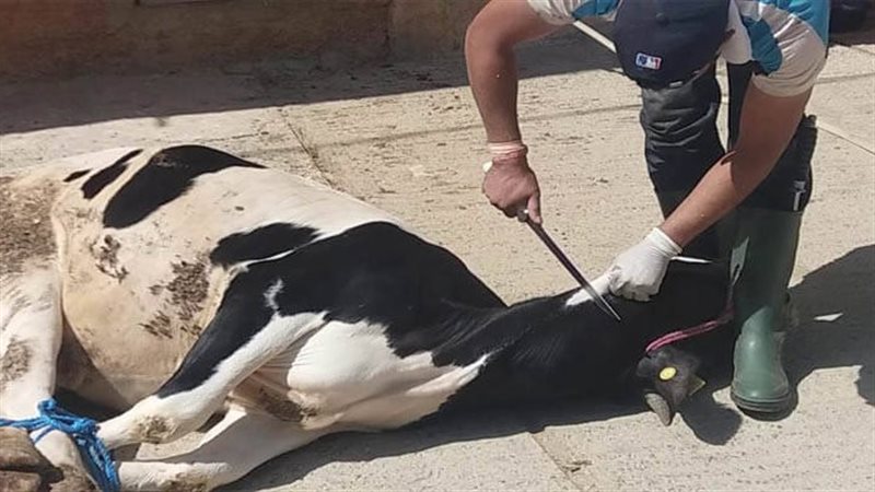 تفسيررؤية ذبح البقرة