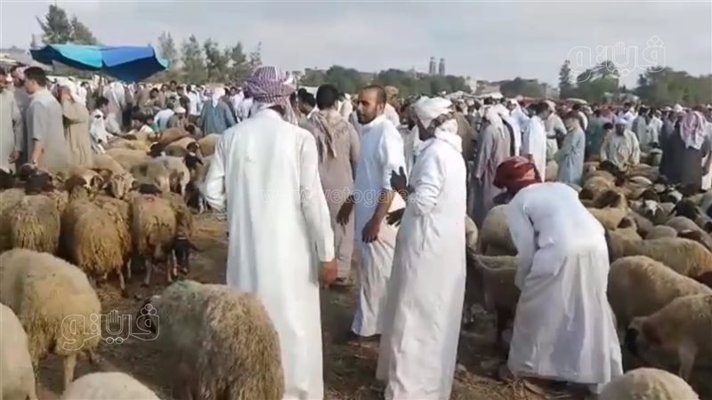 سوق الثلاثاء للاغنام