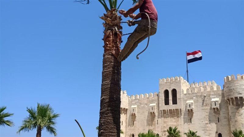 الإسكندرية تستعد