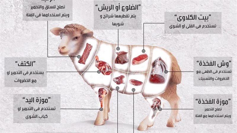 قطعيات لحم الخروف