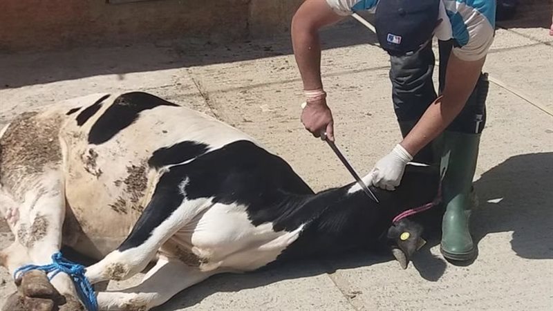أضحية العيد