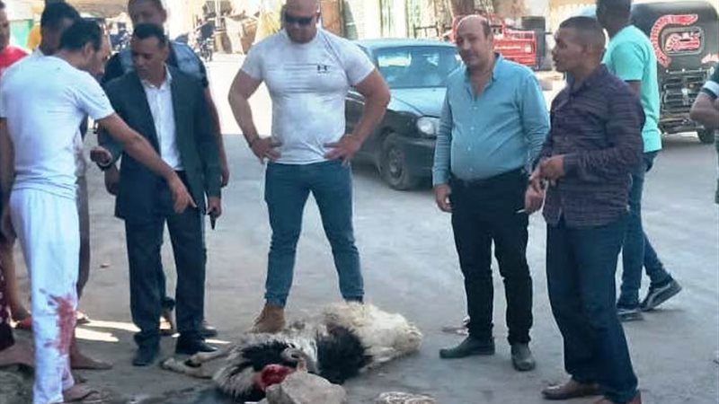ذبح الاضاحى