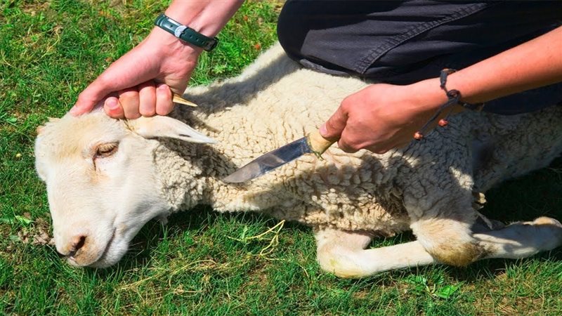 تفسير حلم ذبح الأضحية