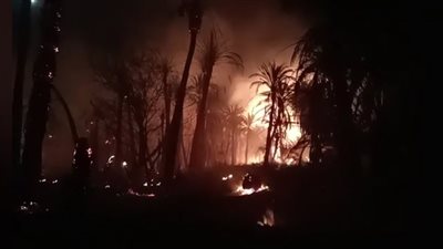 حريق هائل يلتهم مزارع نخيل بالوادي الجديد|صور