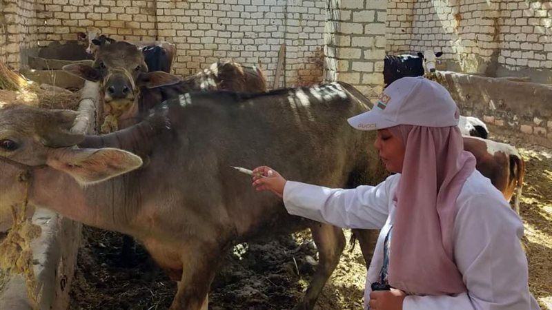 حملة الطب البيطري