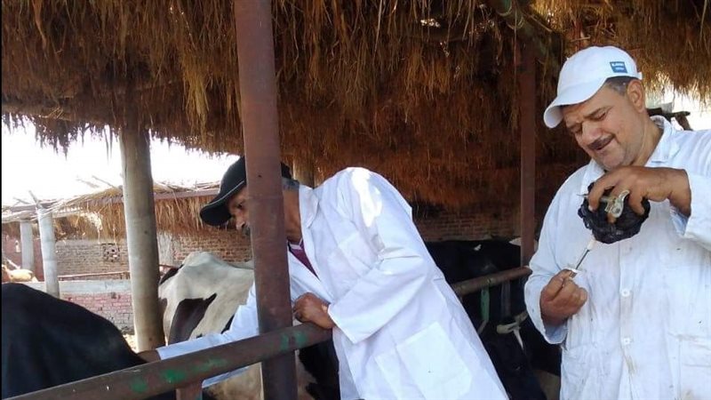 لجان التحصين ضد الحمي