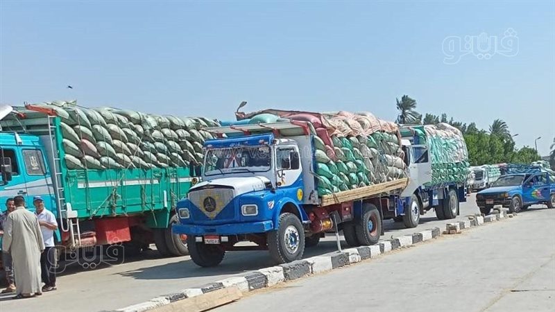 توريد القمح ببني