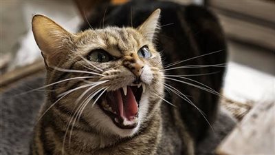 أصيبت بحالة هياج.. تحرك سريع من الطب البيطري ببني سويف بعد عقر قطة لـ10 أشخاص | صور