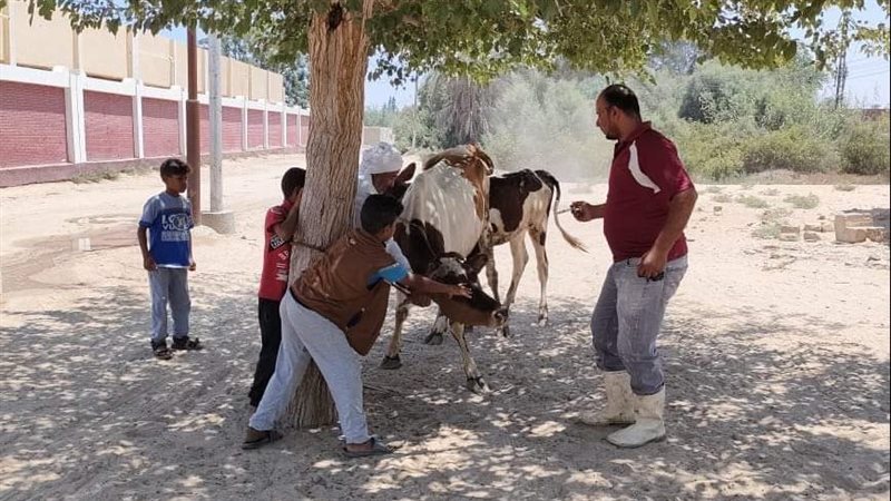 جانب من أعمال الحملة