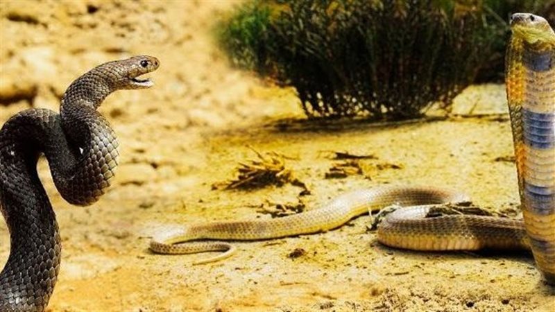 قتال بين أفعتين 