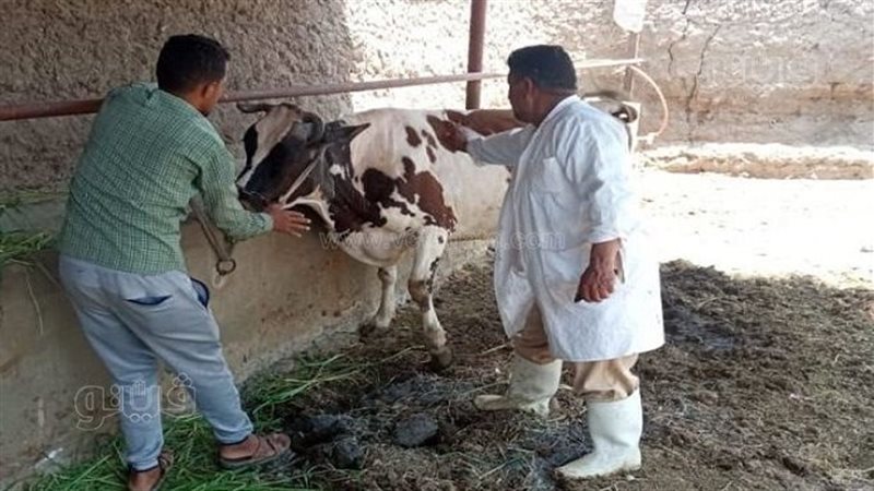 تطعيم رؤوس الماشية