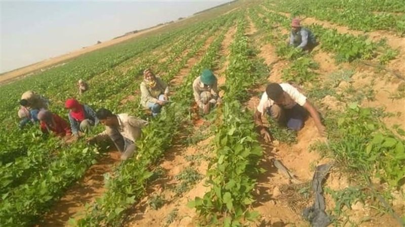 مزارع السادات
