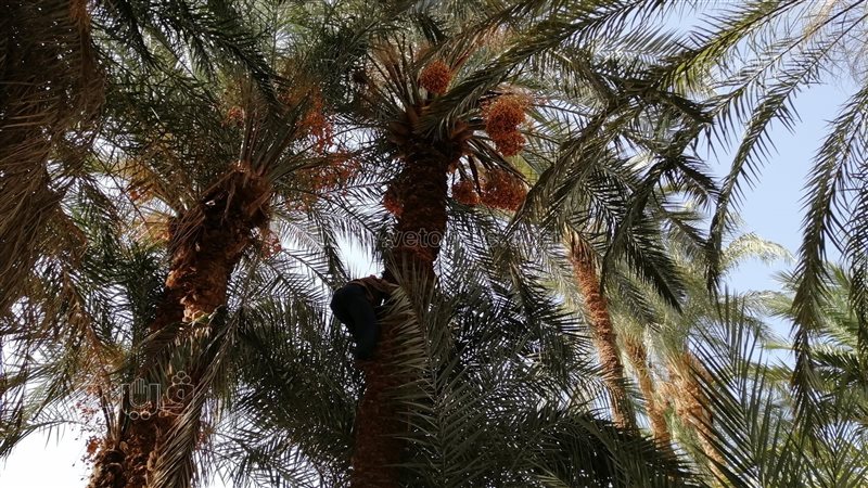  البلح 
