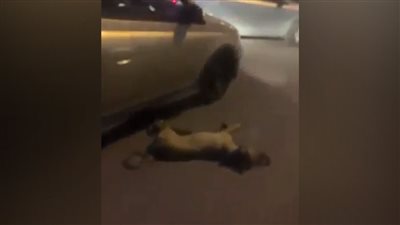 مهندس متهم بسحل كلب حتى الموت بالشيخ زايد: تعدى على بناتي 